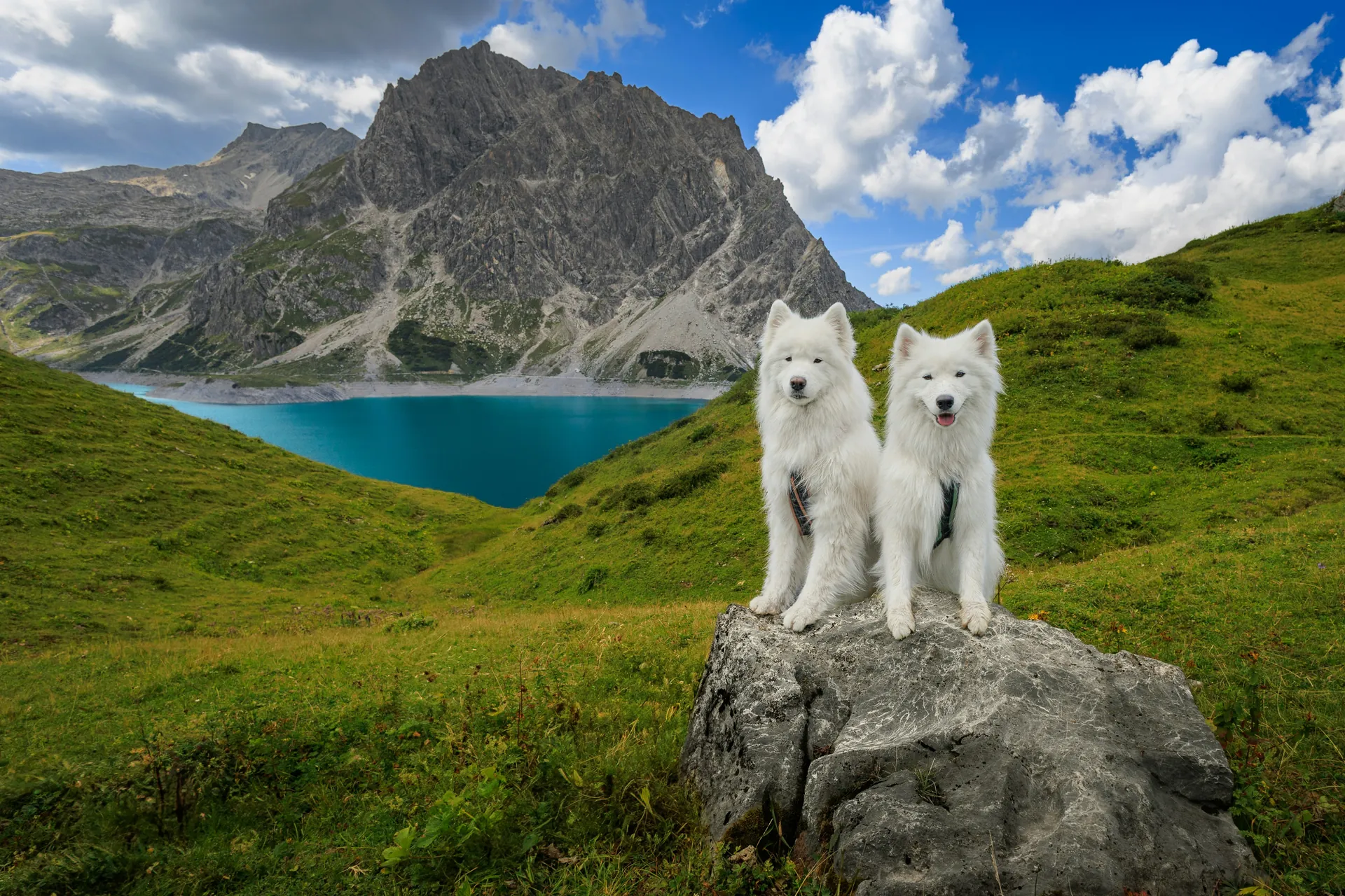 Dva bela samojeda sede na steni iznad planinskog jezera Lünersee, u pozadini alpski vrh