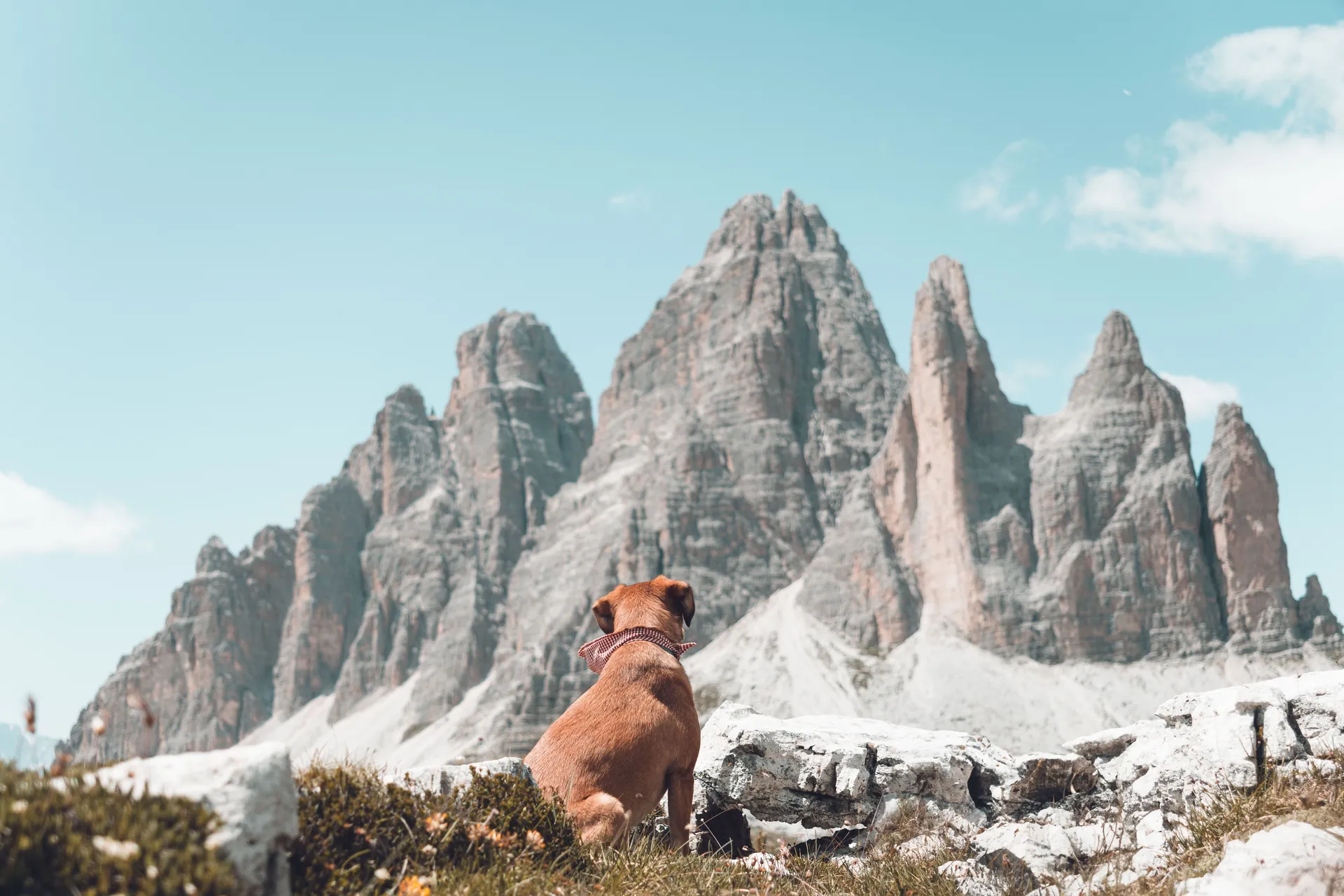 Smeđi pas sedi leđima okrenut kameri i gleda stenovite vrhove Tre Cime di Lavaredo u Dolomitima